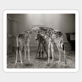 Giraffe Portrait, 1926. Vintage Photo Sticker